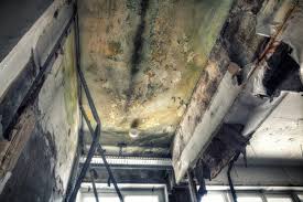 Asbestos and Lead Testing During Mold Inspection in Tolono, IL